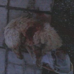 ThrilorioKomotinis (4)